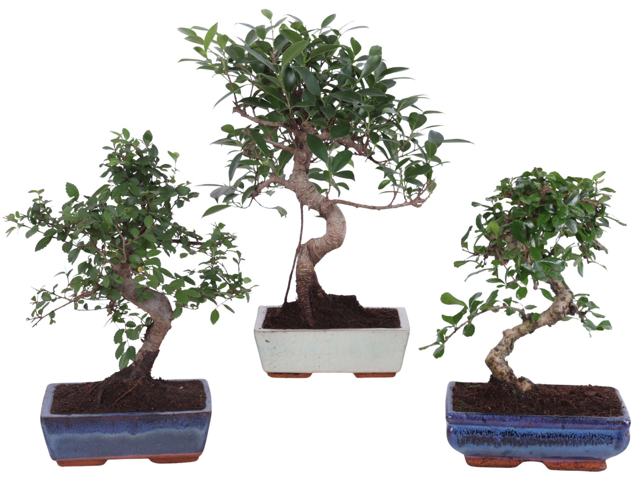 Bonsai (Outdoor) Gemengd Keramiek