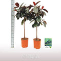 Ficus El Abidjan Stam