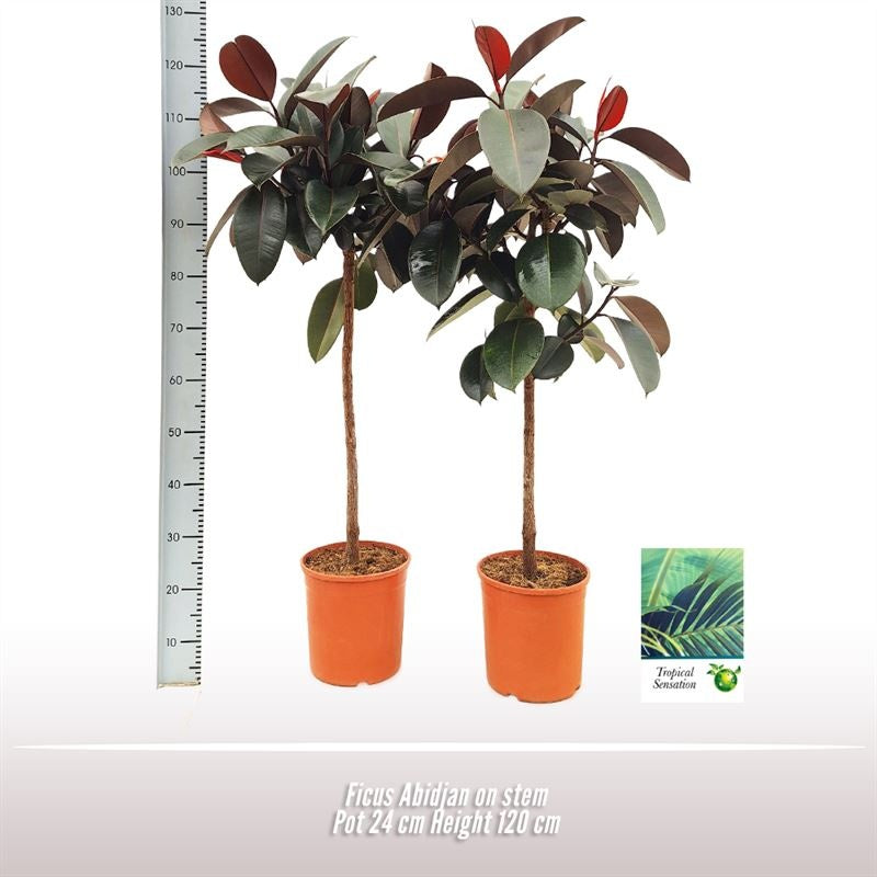 Ficus El Abidjan Stam