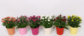 Chrysanthemum Gemengd Keramiek Tst