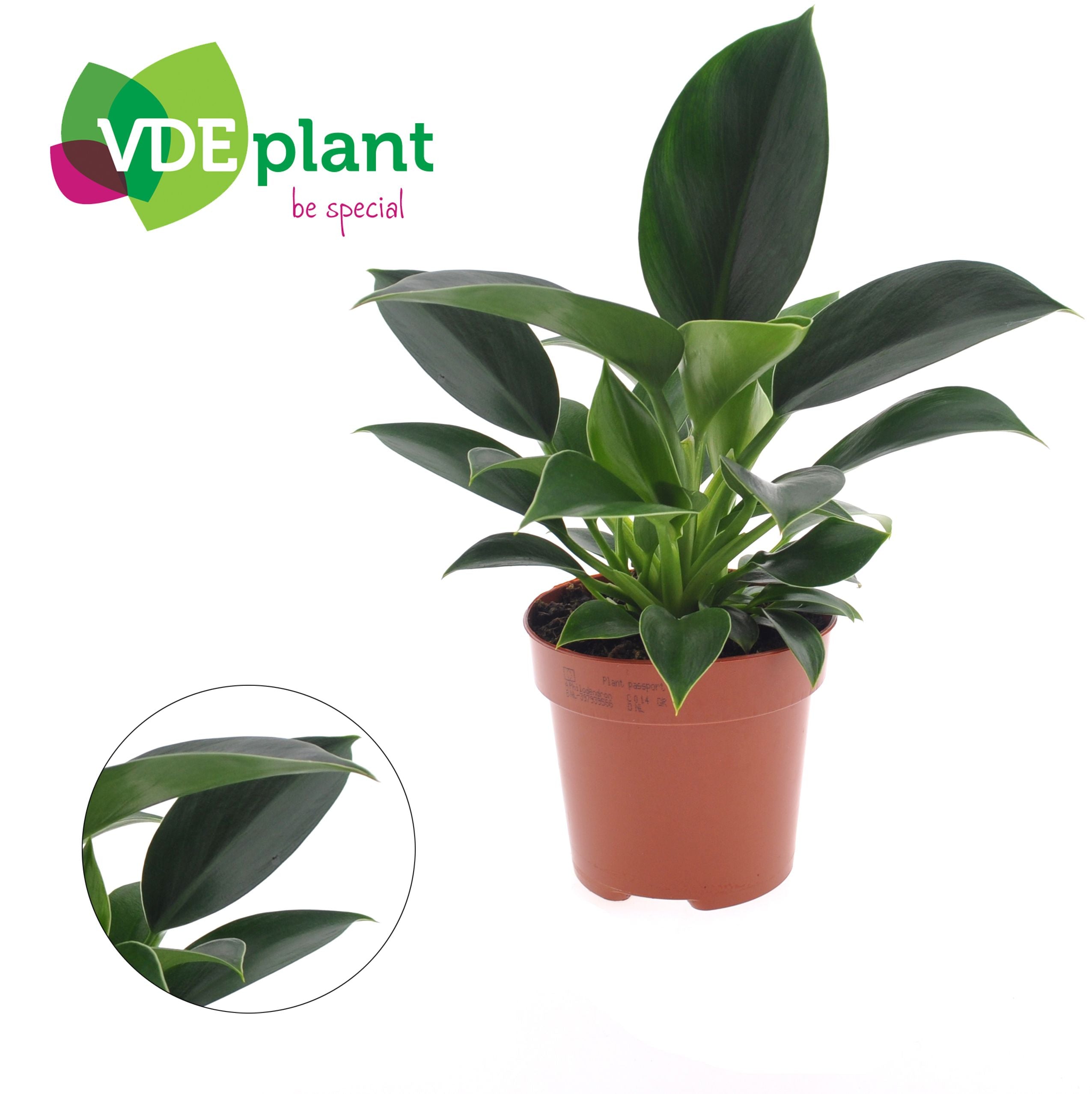 Philodendron 'green Princess'