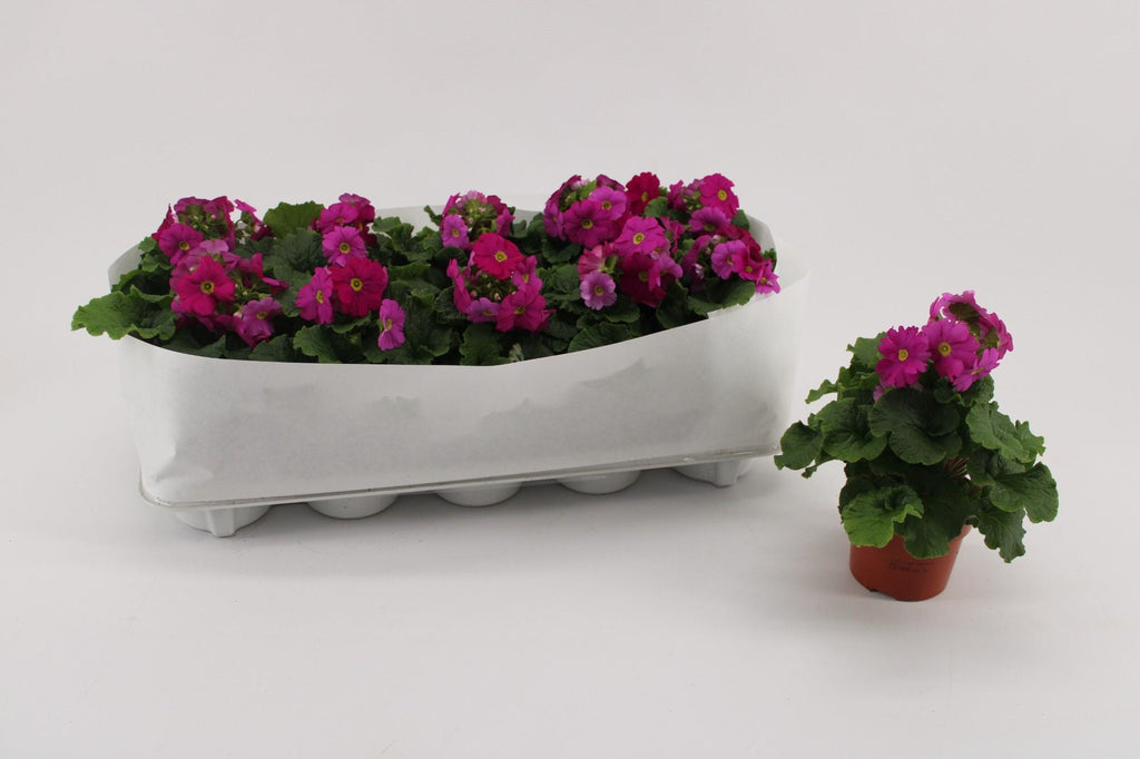 Primula Ob Magenta
