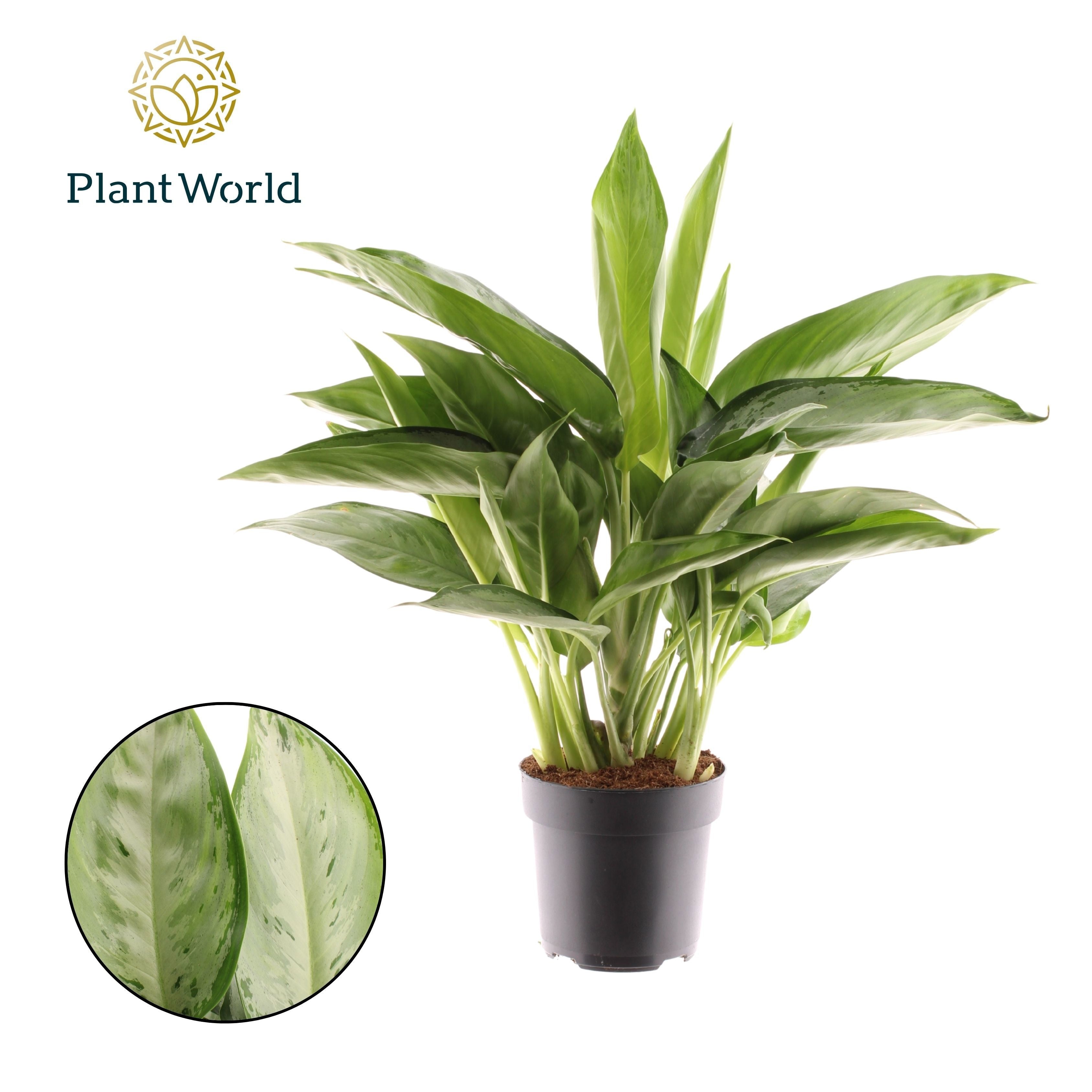 Aglaonema Silverado