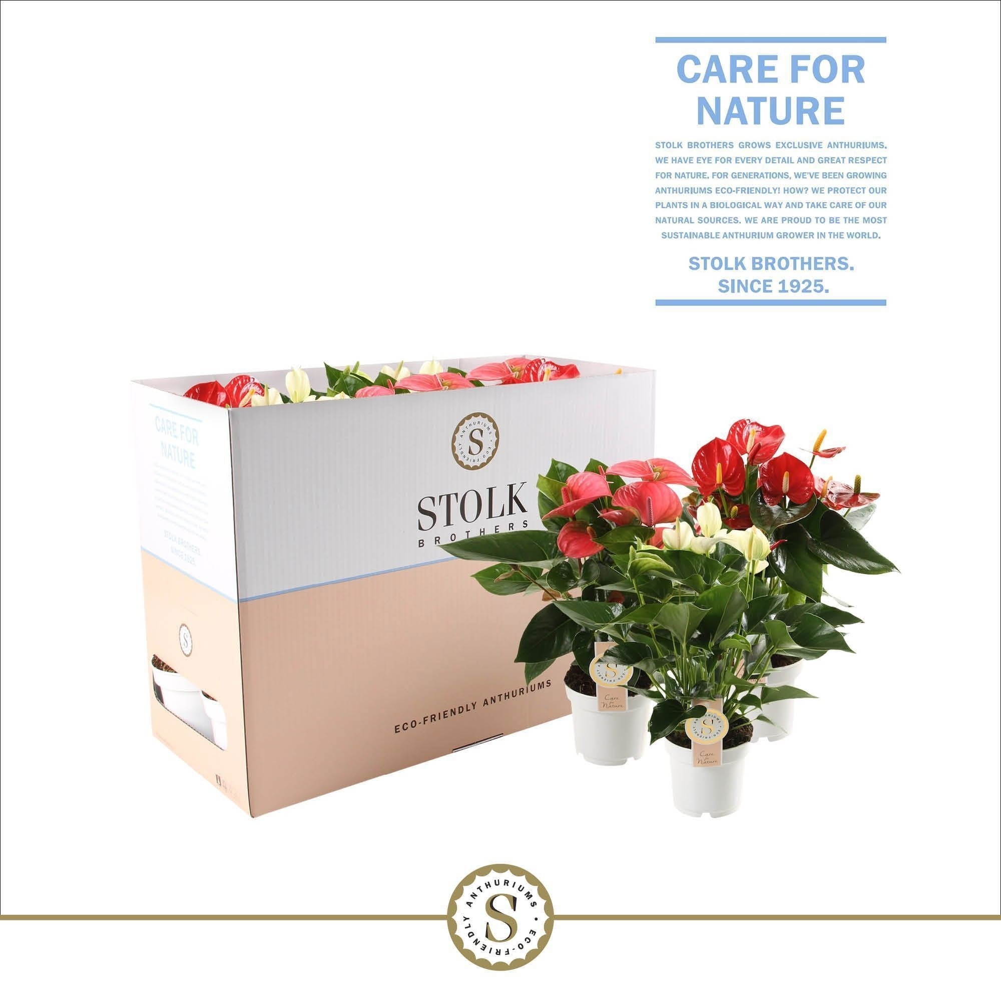 Anthurium St Gemengd 5kl Ecobo