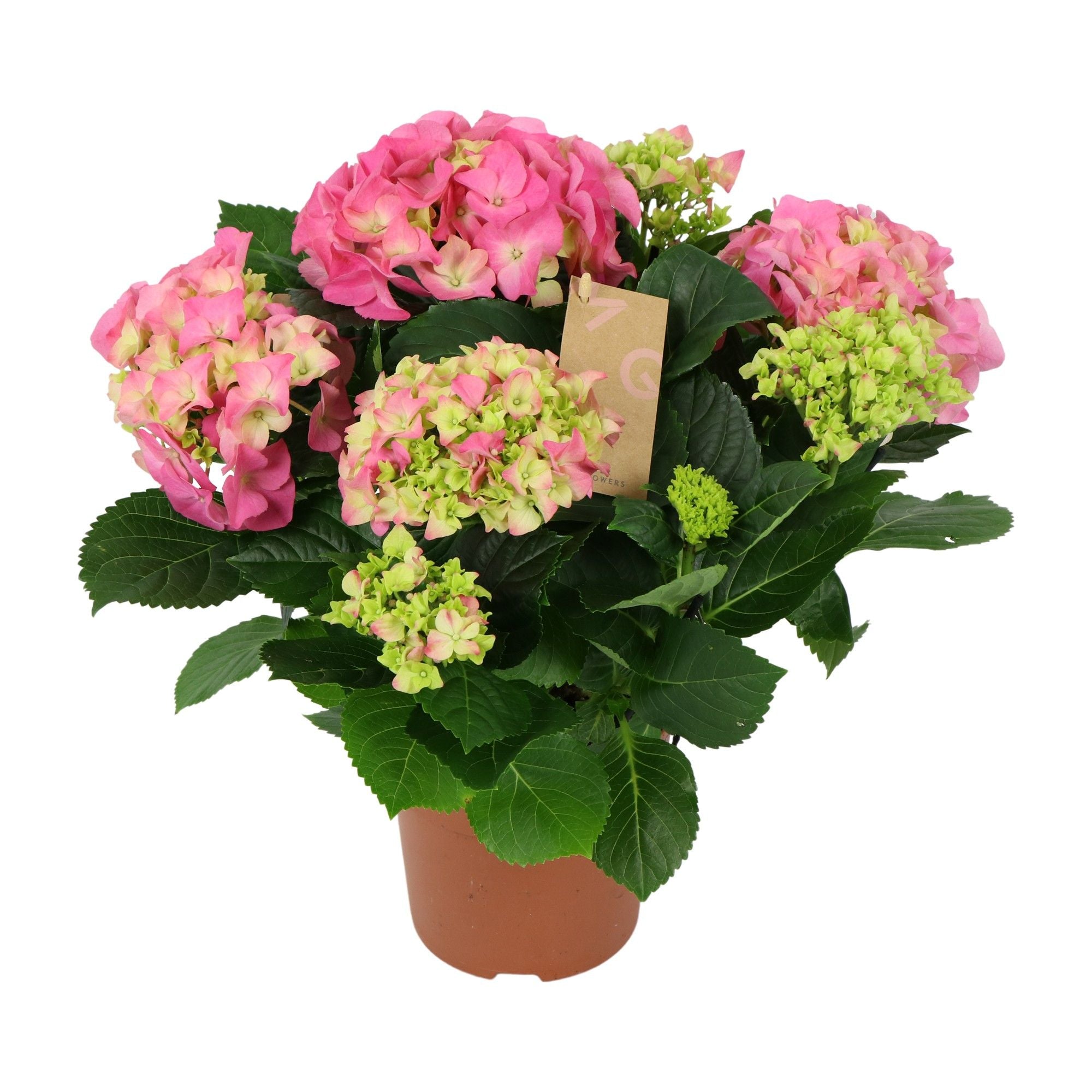 Hydrangea M Early Rosa 5+