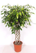 Ficus Be Exotica Stam Gevlochten Mat