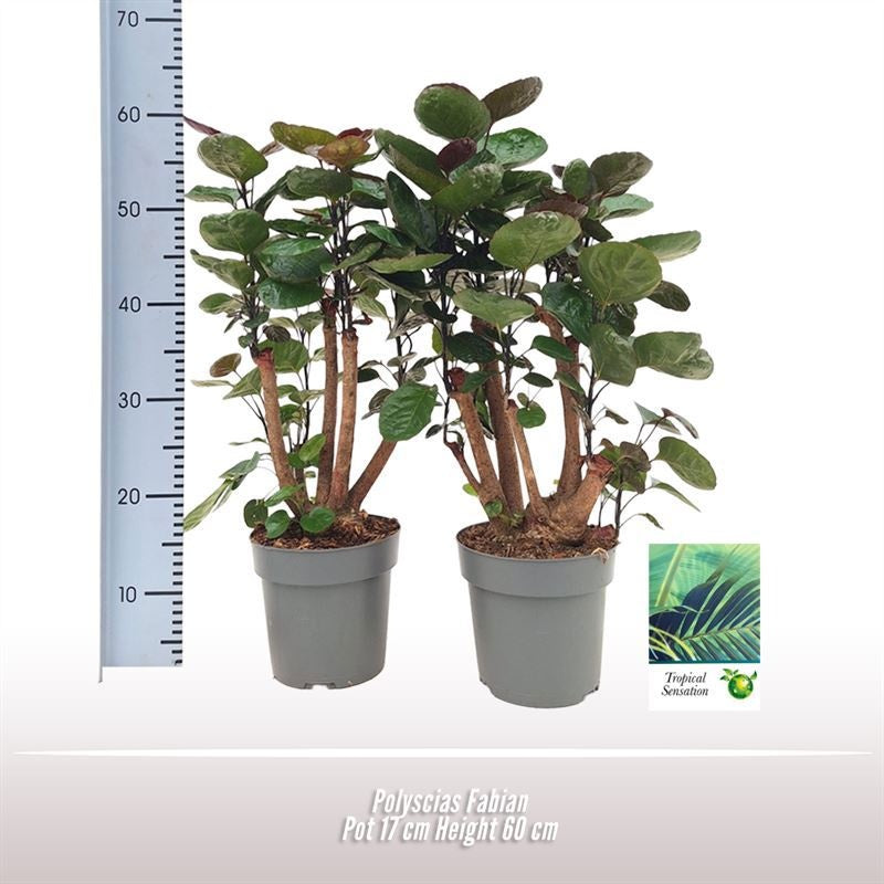 Polyscias Fabian