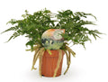 Humata Tyermannii