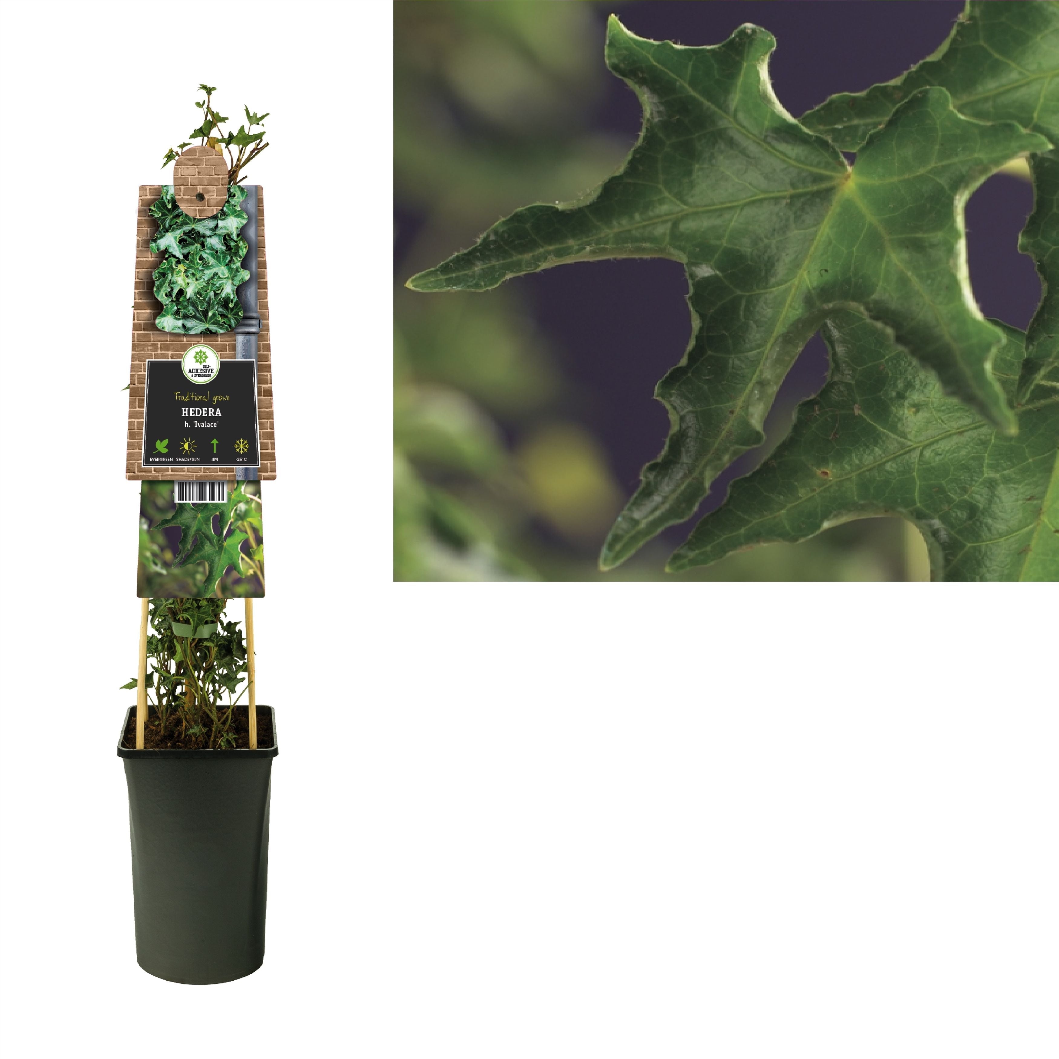 Hedera He Ivalace