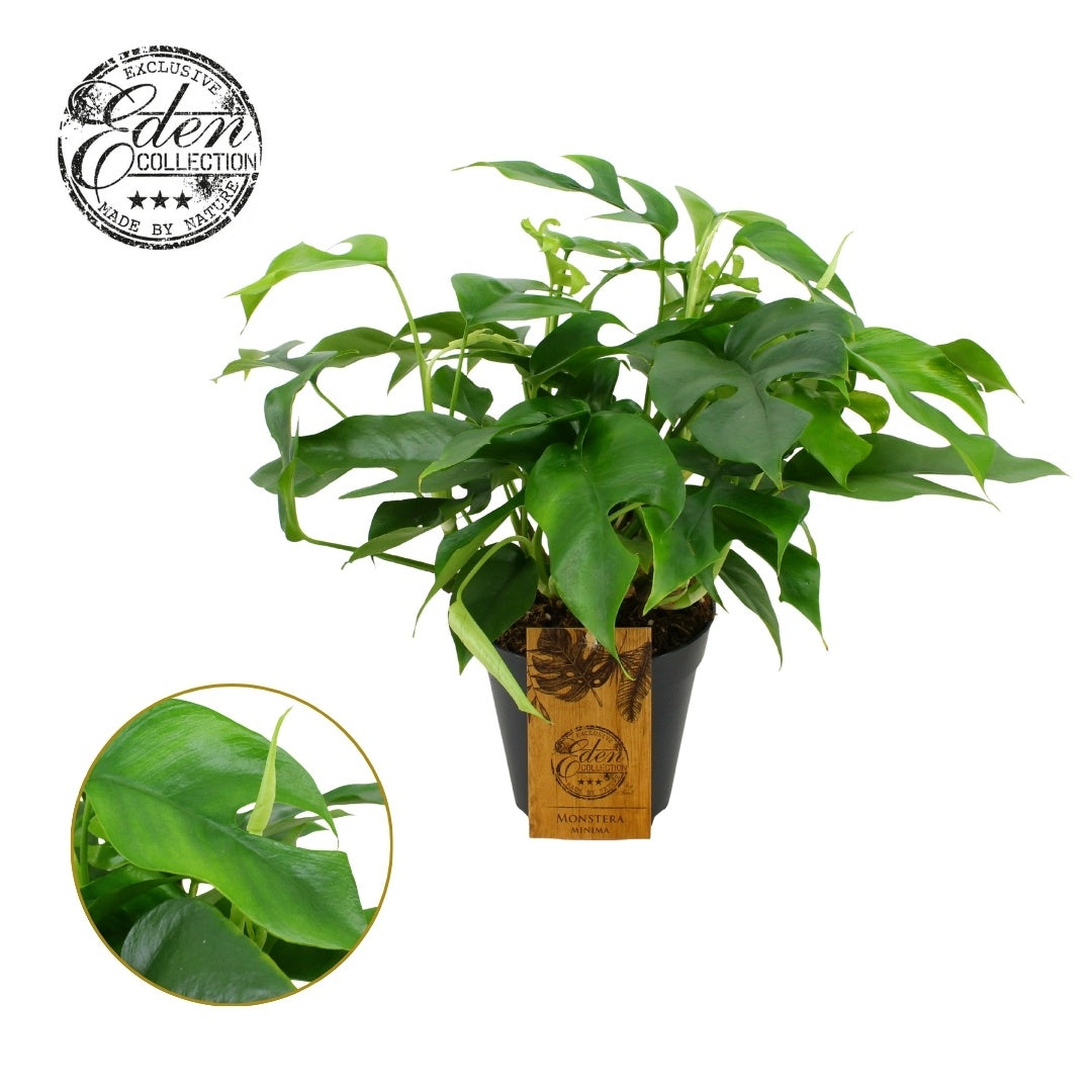Monstera Minima