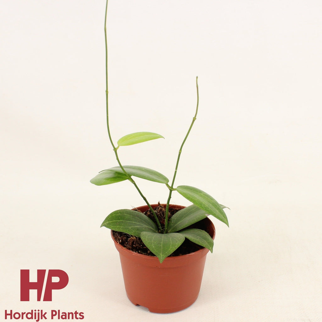 Hoya Fitchii