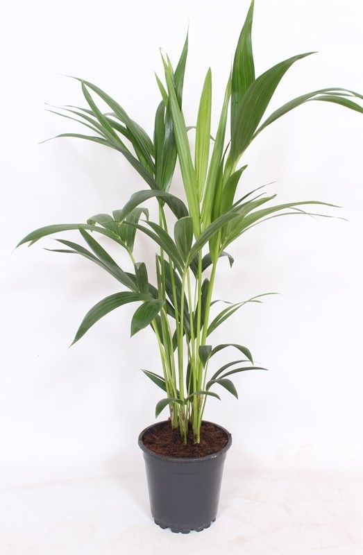Howea Forsteriana 4pp