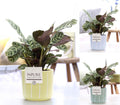 Ctenanthe Burle Marxii Keramiek Fleur