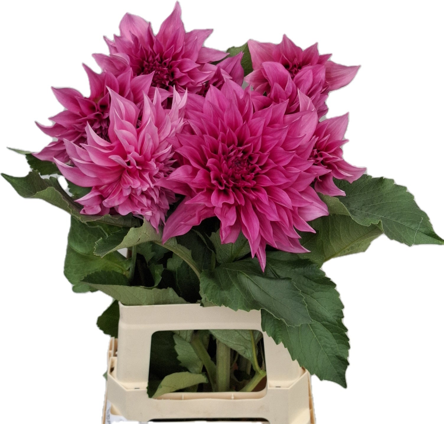 Dahlia Café Au Lait