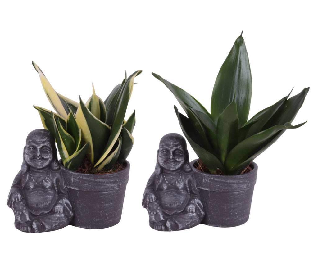 Sans Tri Gemengd Keramiek Buddha