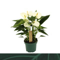 Anthurium An Everest