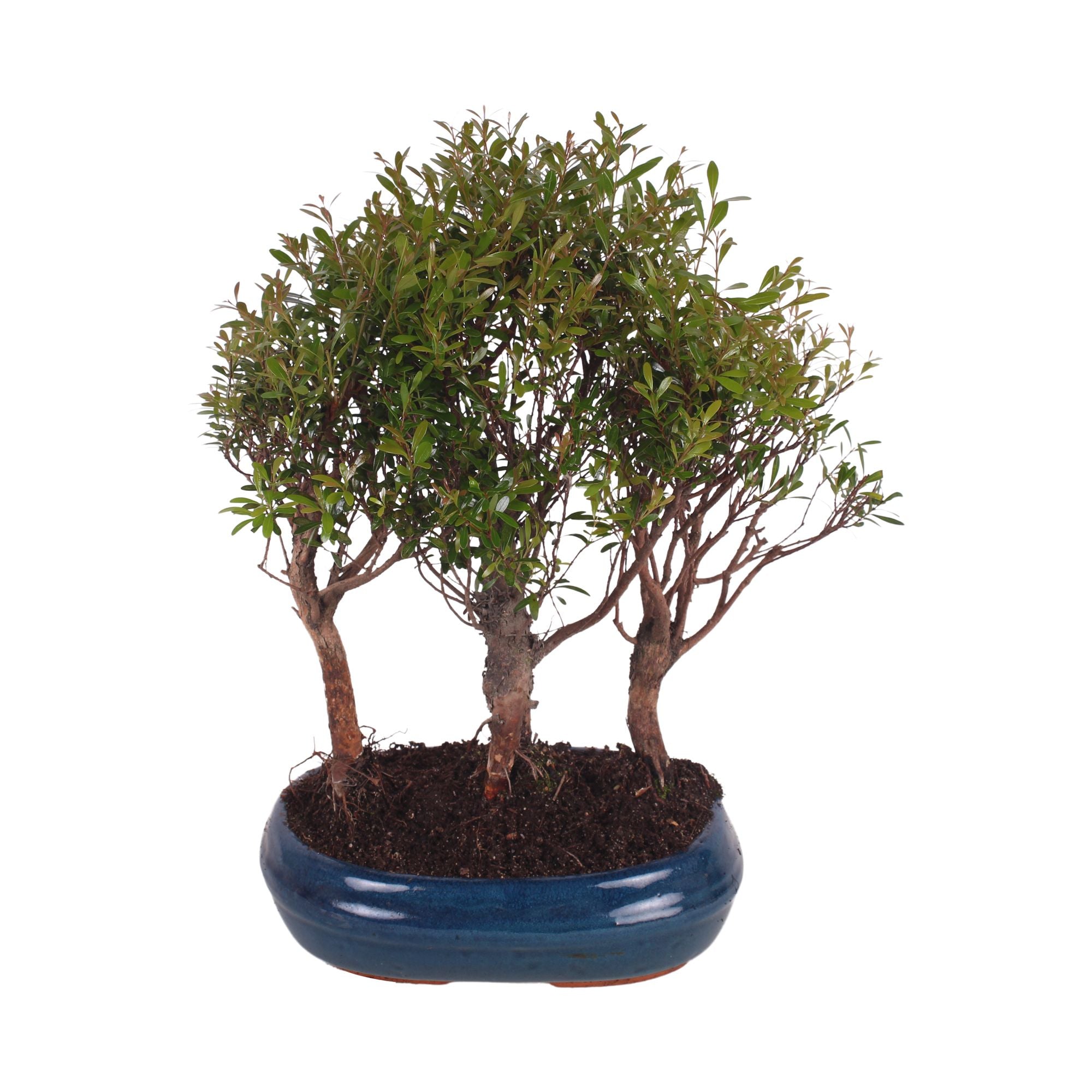 Bonsai (Indoor) Forest Keramiek