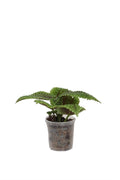 Pilea Moon Valley
