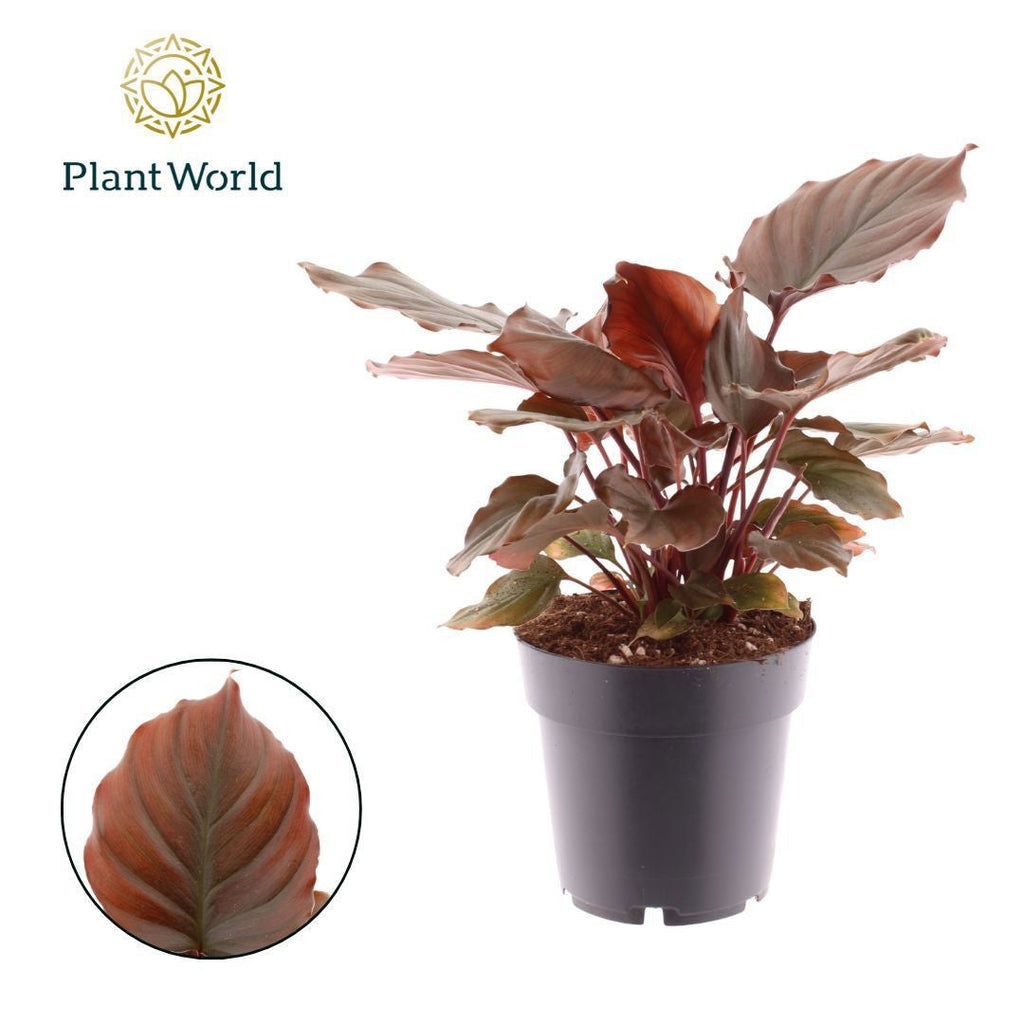Green Plants Other