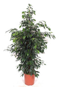 Ficus Be Danielle