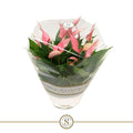 Anthurium St Table Lilli