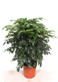 Radermachera Hainanensis