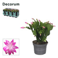 Schlumb Roze 35 Knop