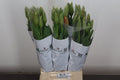 Tulip Frankrijk En Beaumes Venise