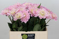 Dahlia Dec Prince Kate