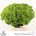 Hydrangea M Rhapsody