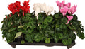 Cyclamen Per Ss Licht Roze l