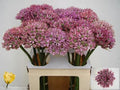 Allium Pink Jewel