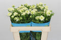 Ranunculus Butterfly Graces