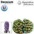 Hyacinth Delft Blue