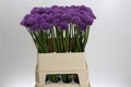 Allium Gladiator Ex