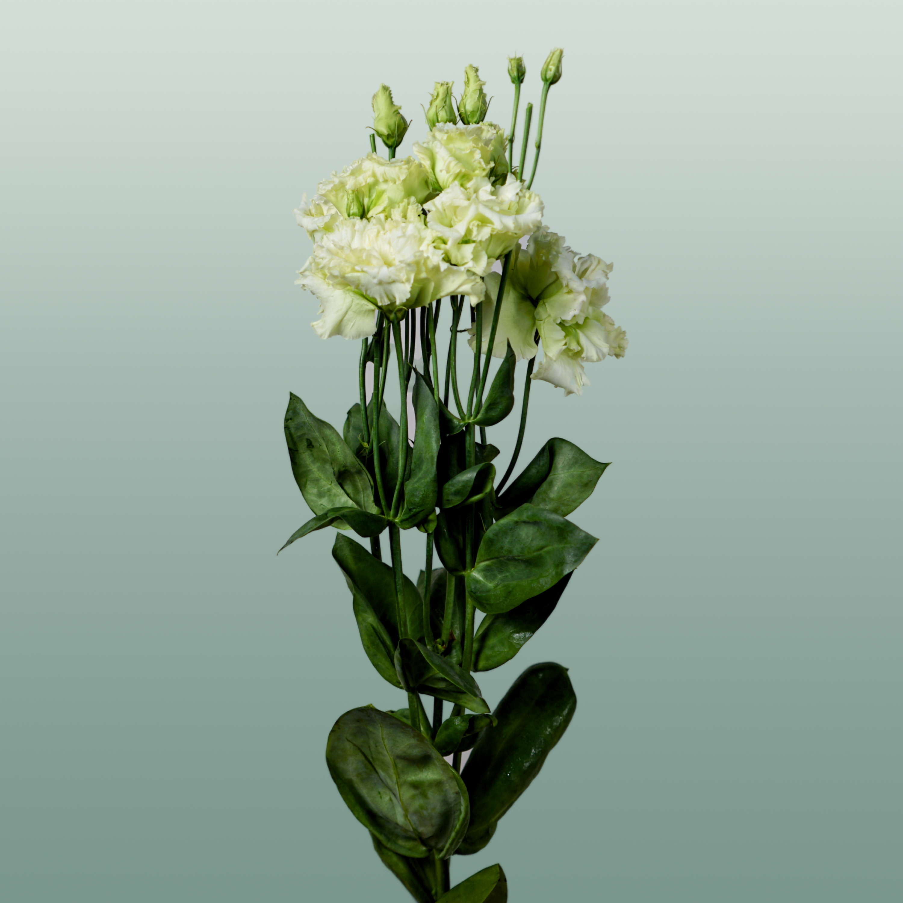 Eustoma Alissa Green (10 Stems)