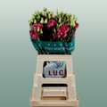 Eustoma Alissa Rose (10 Stems)