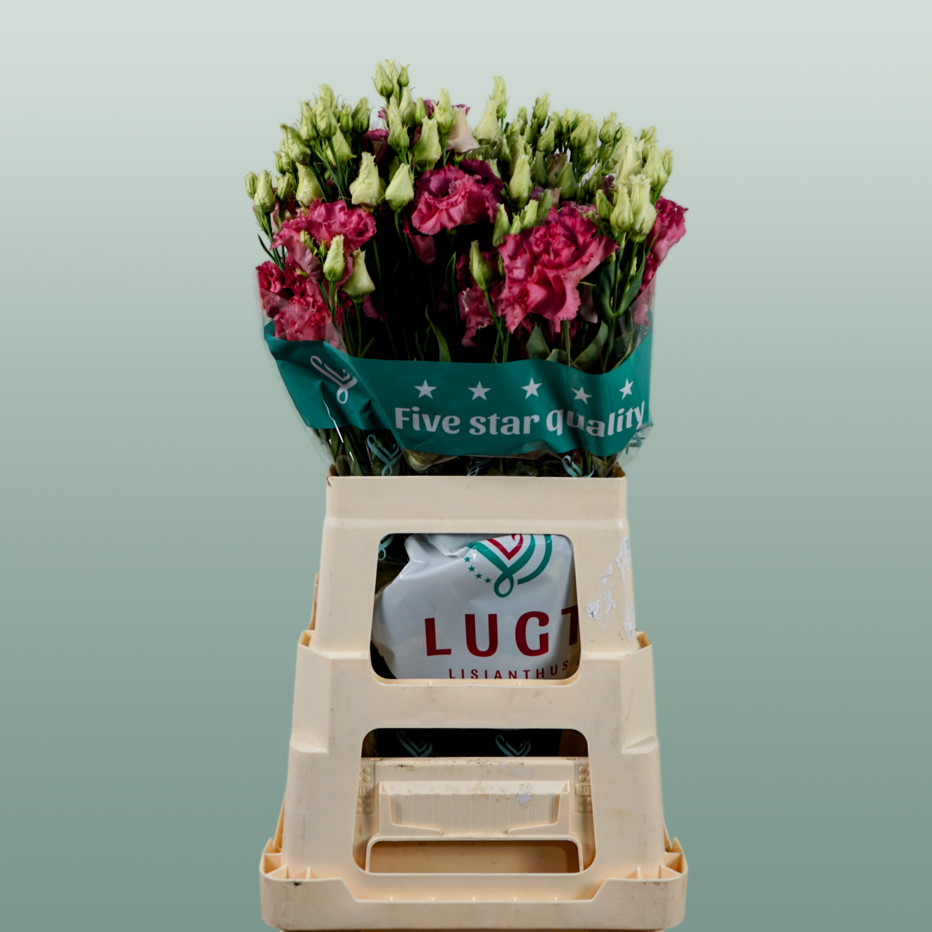 Eustoma Alissa Rose (10 Stems)