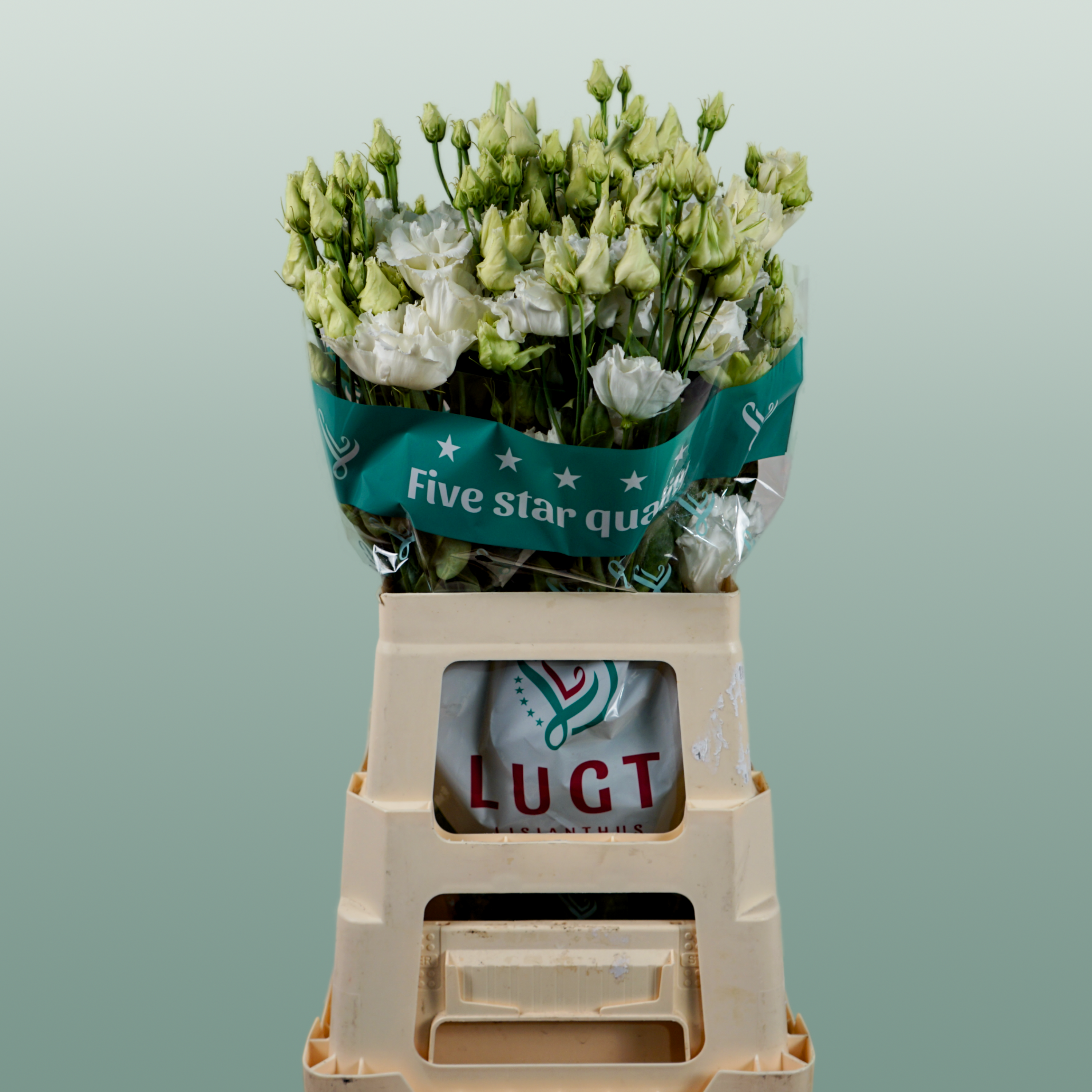 Eustoma Alissa White (10 Stems)