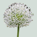 Allium Mount Everest (10 Stems)