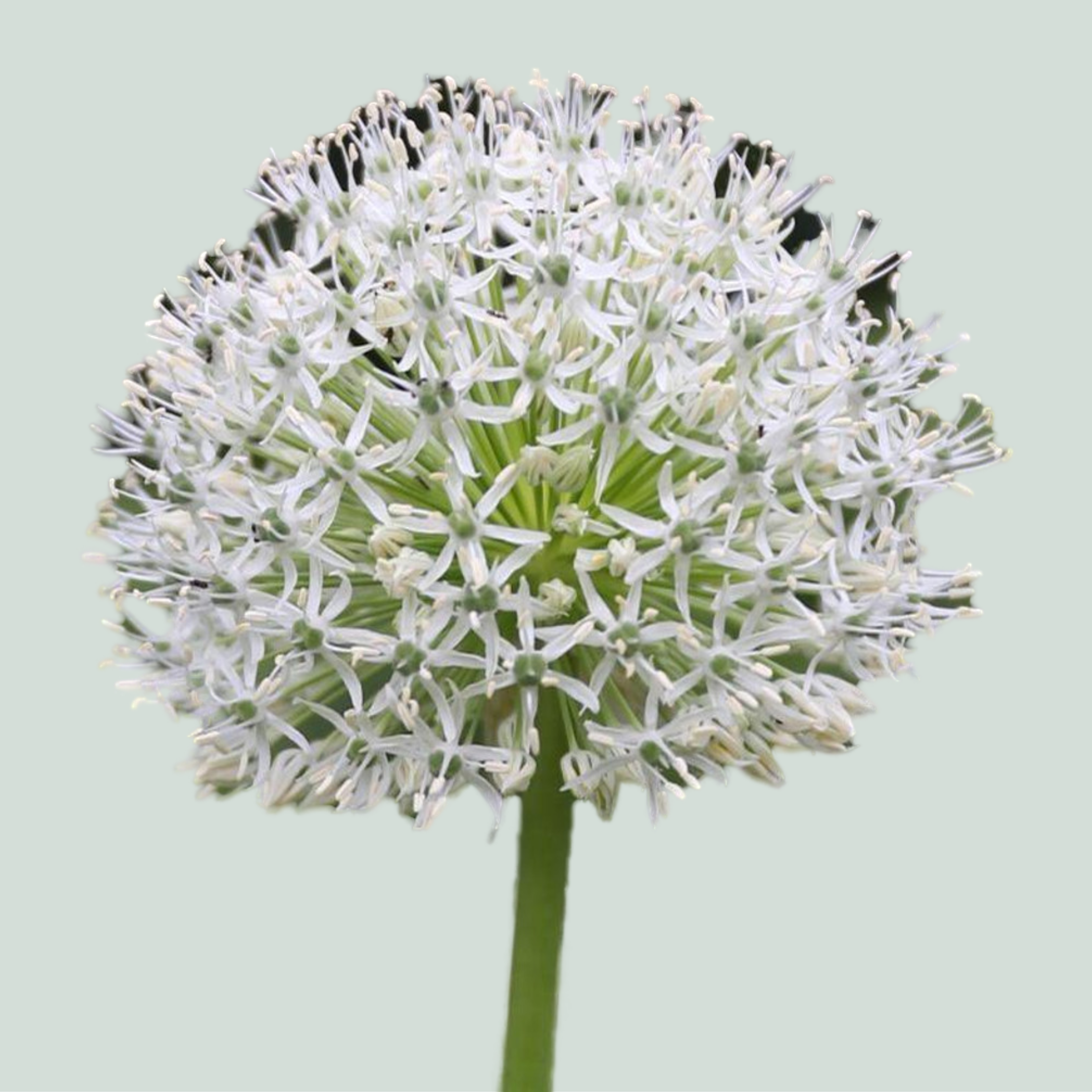 Allium Mount Everest (10 Stems)