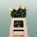 Rose Alpe Dhuez