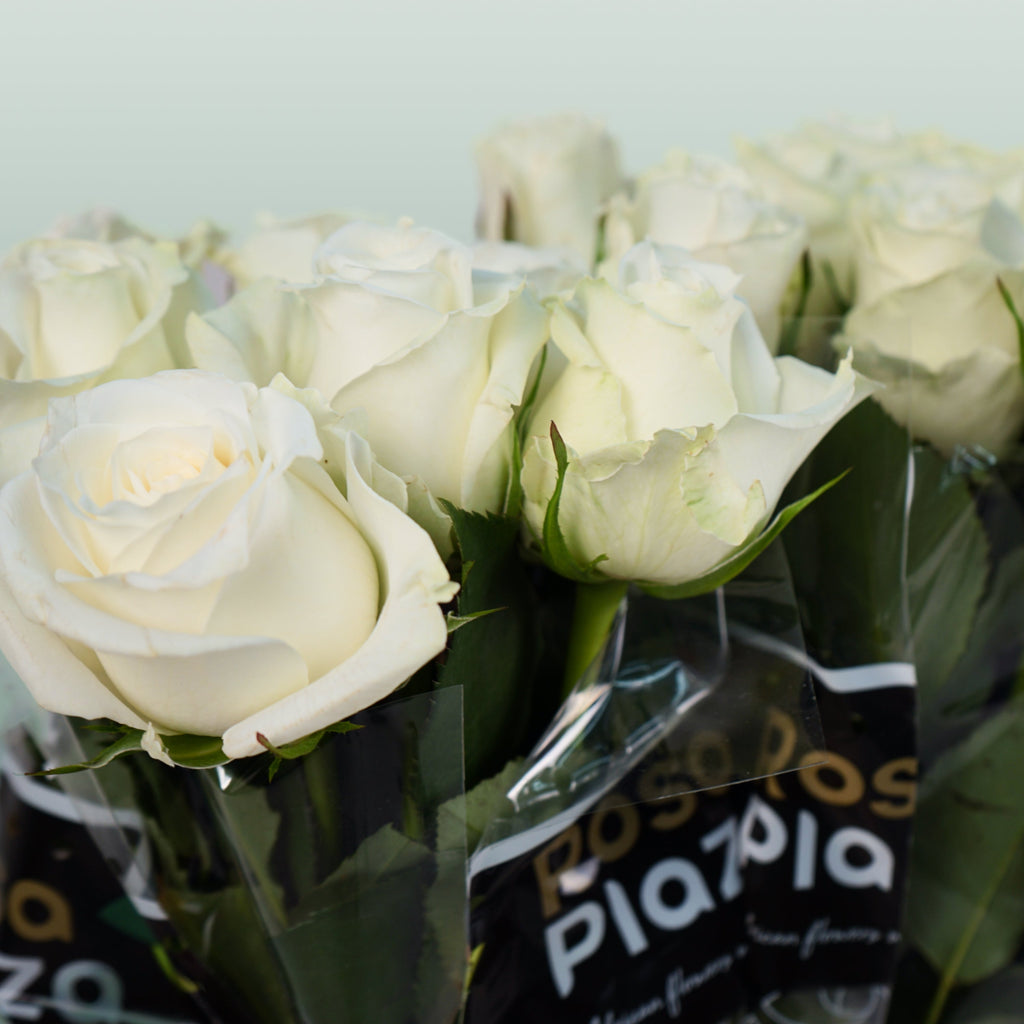 Rose Alpe Dhuez