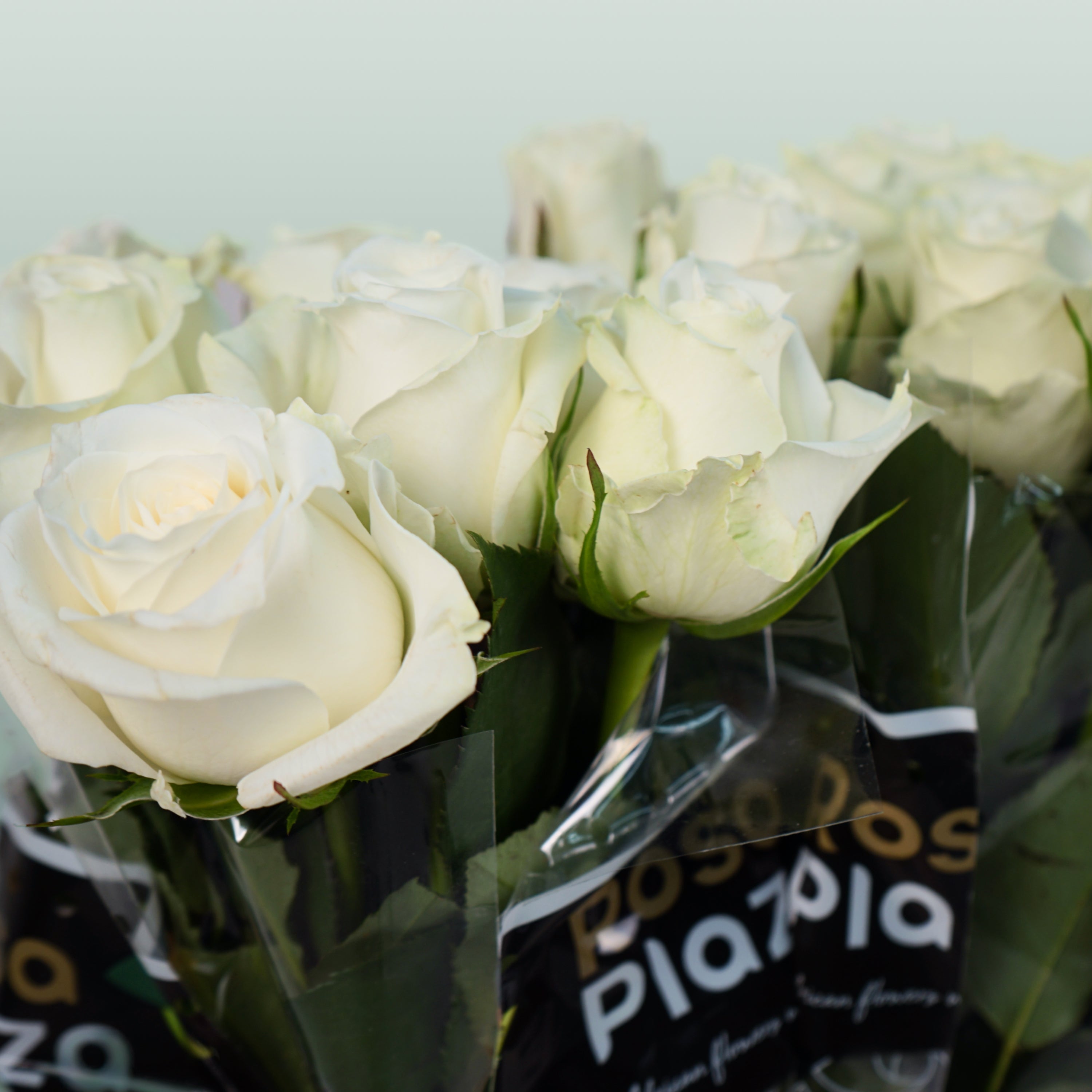 Rose Alpe Dhuez