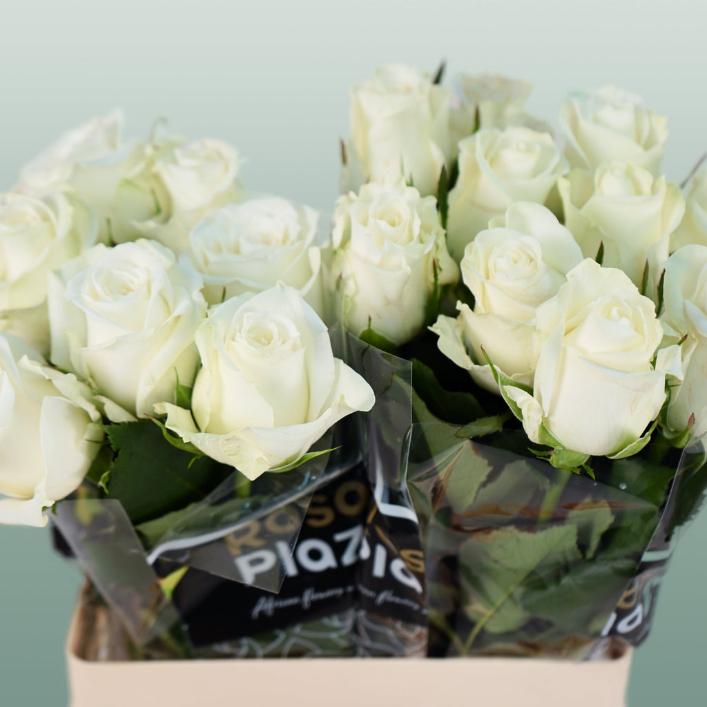 Rose Alpe Dhuez
