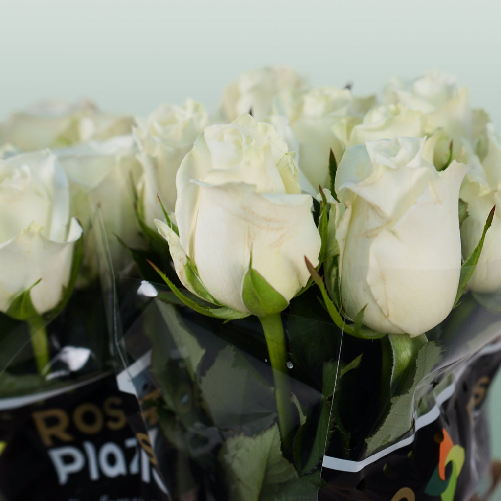 Rose Alpe Dhuez