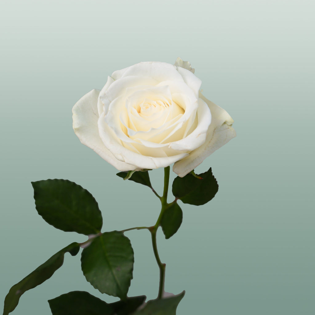 Rose Alpe Dhuez