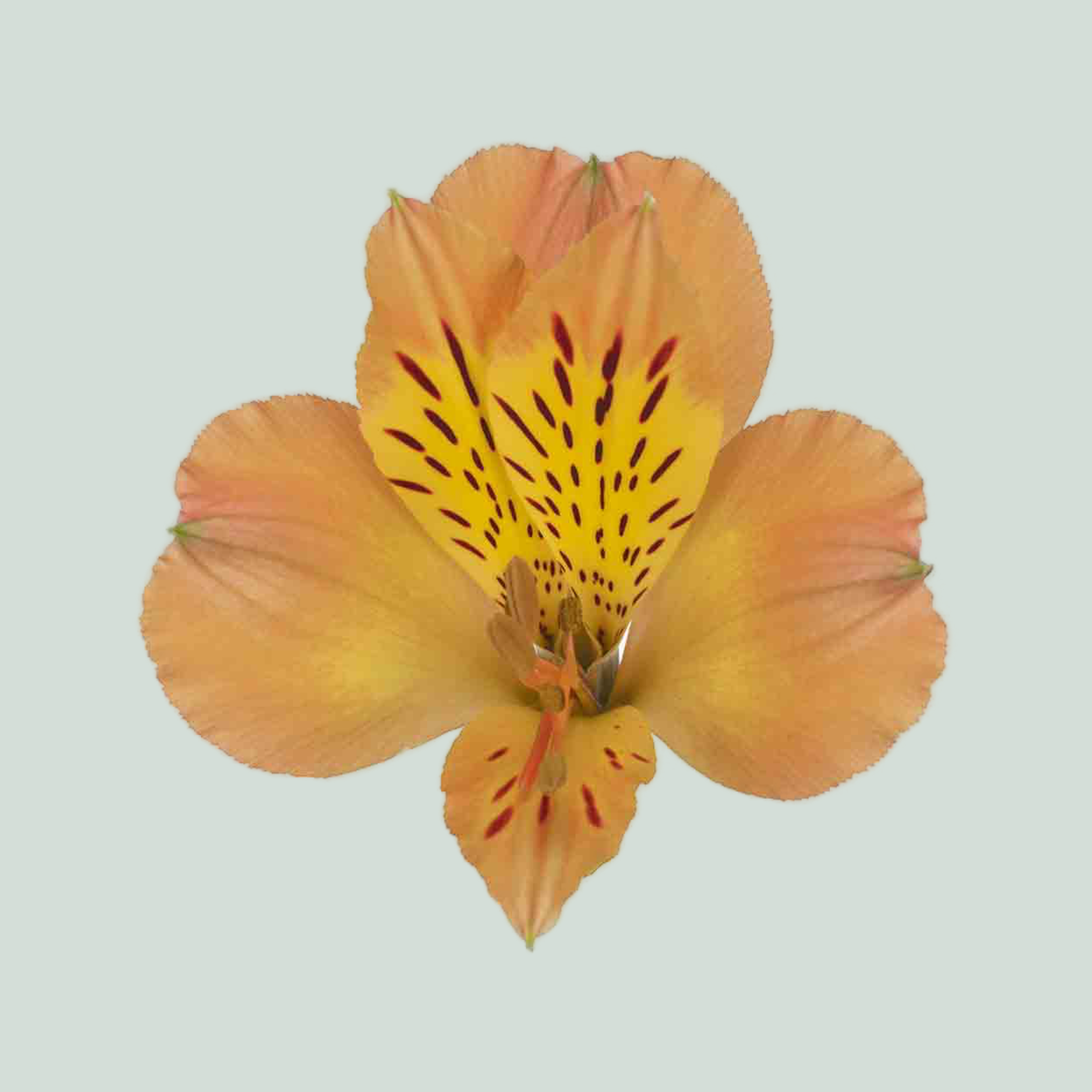 Alstroemeria Aurora (10 Stems)