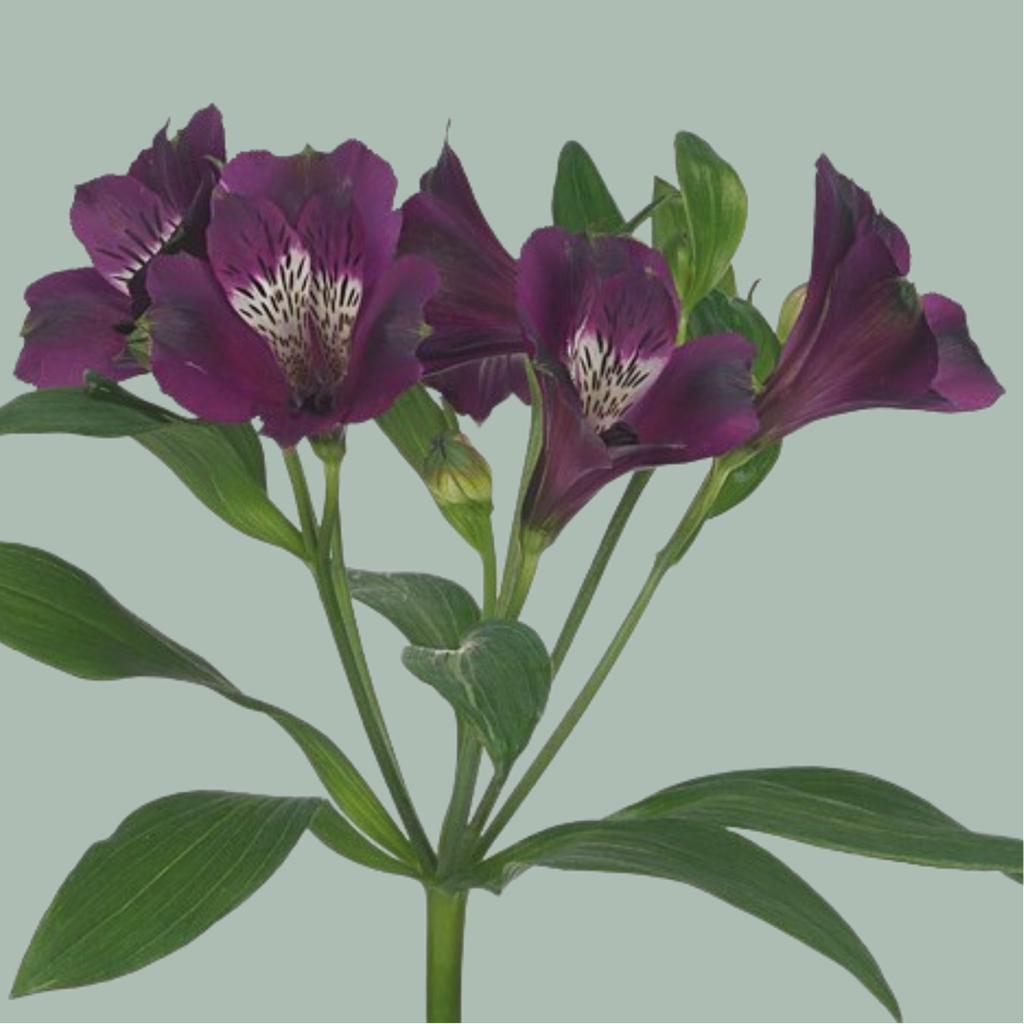 Alstroemeria Mixed Bucket (80 Stems)