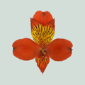 Alstroemeria Hiphop (10 Stems)